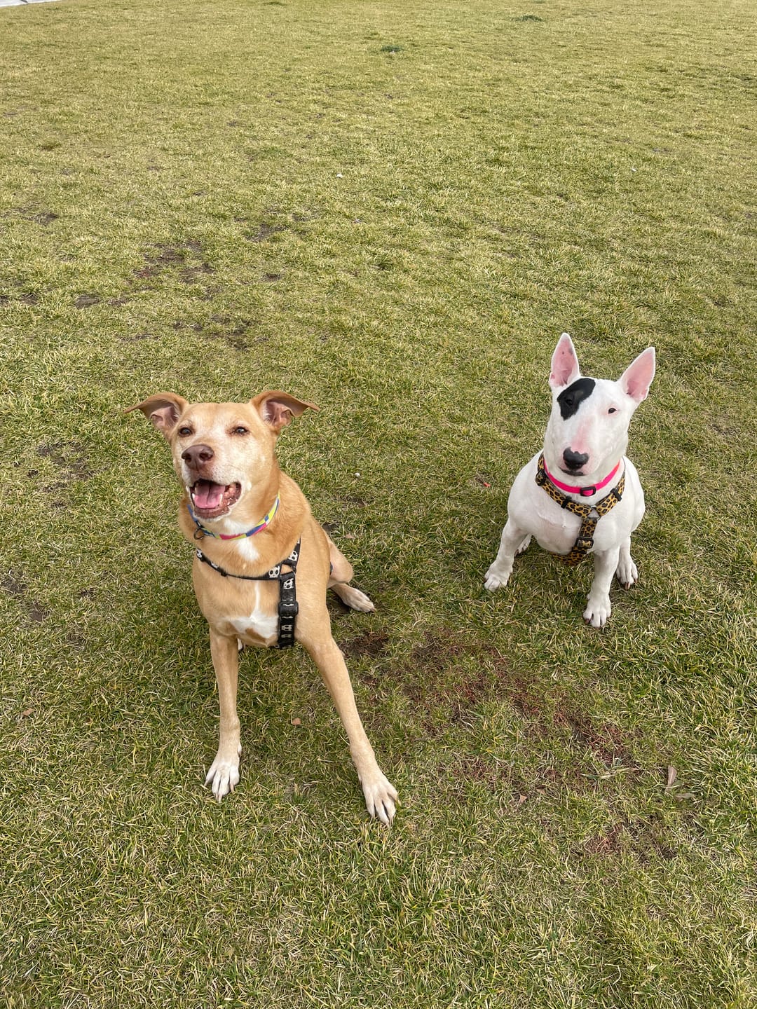 Customer photo review of PetFamily Foods Cerdo Nordico