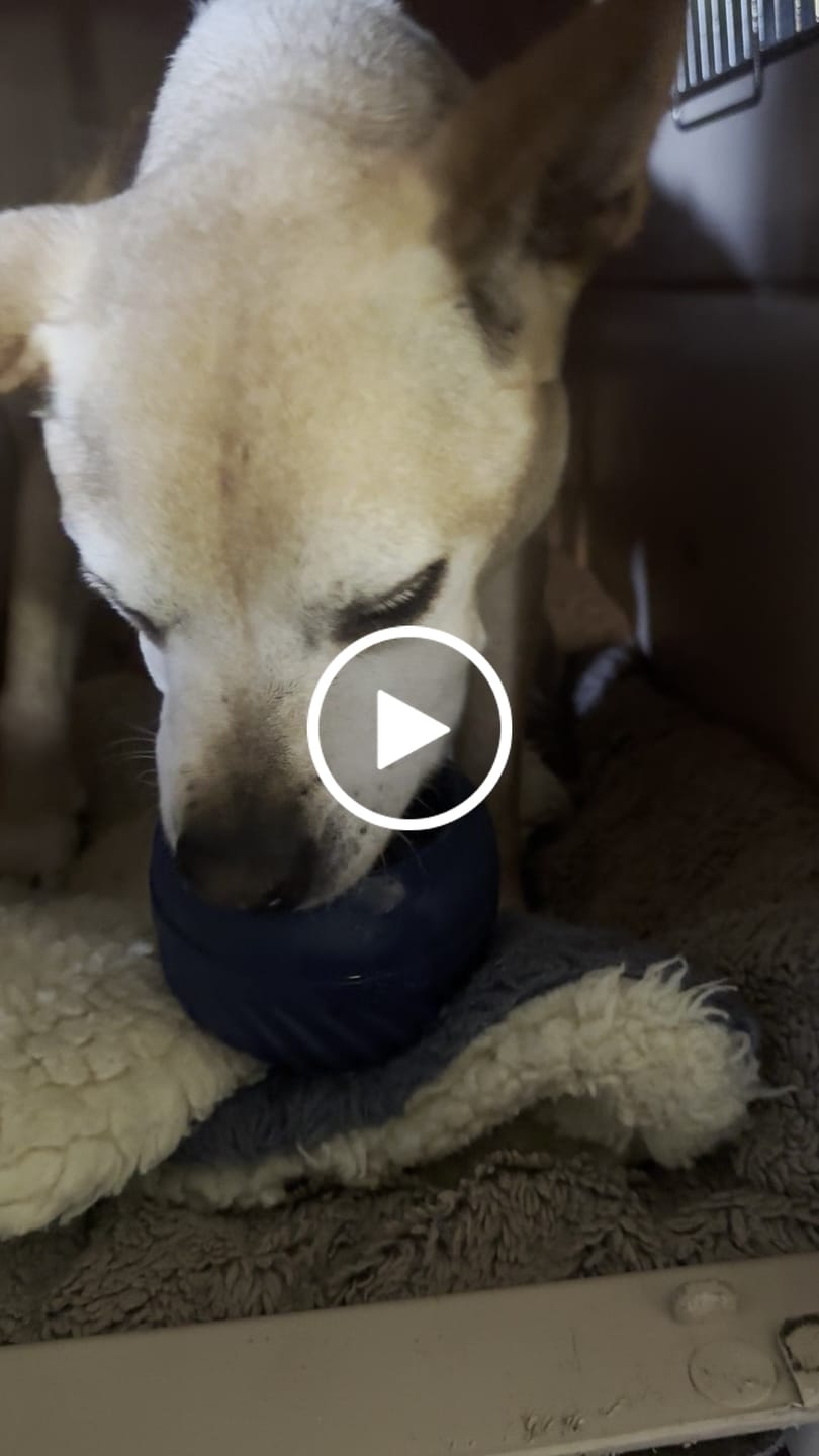 Customer video review of FreezCup - Long-Lasting Chew Fun