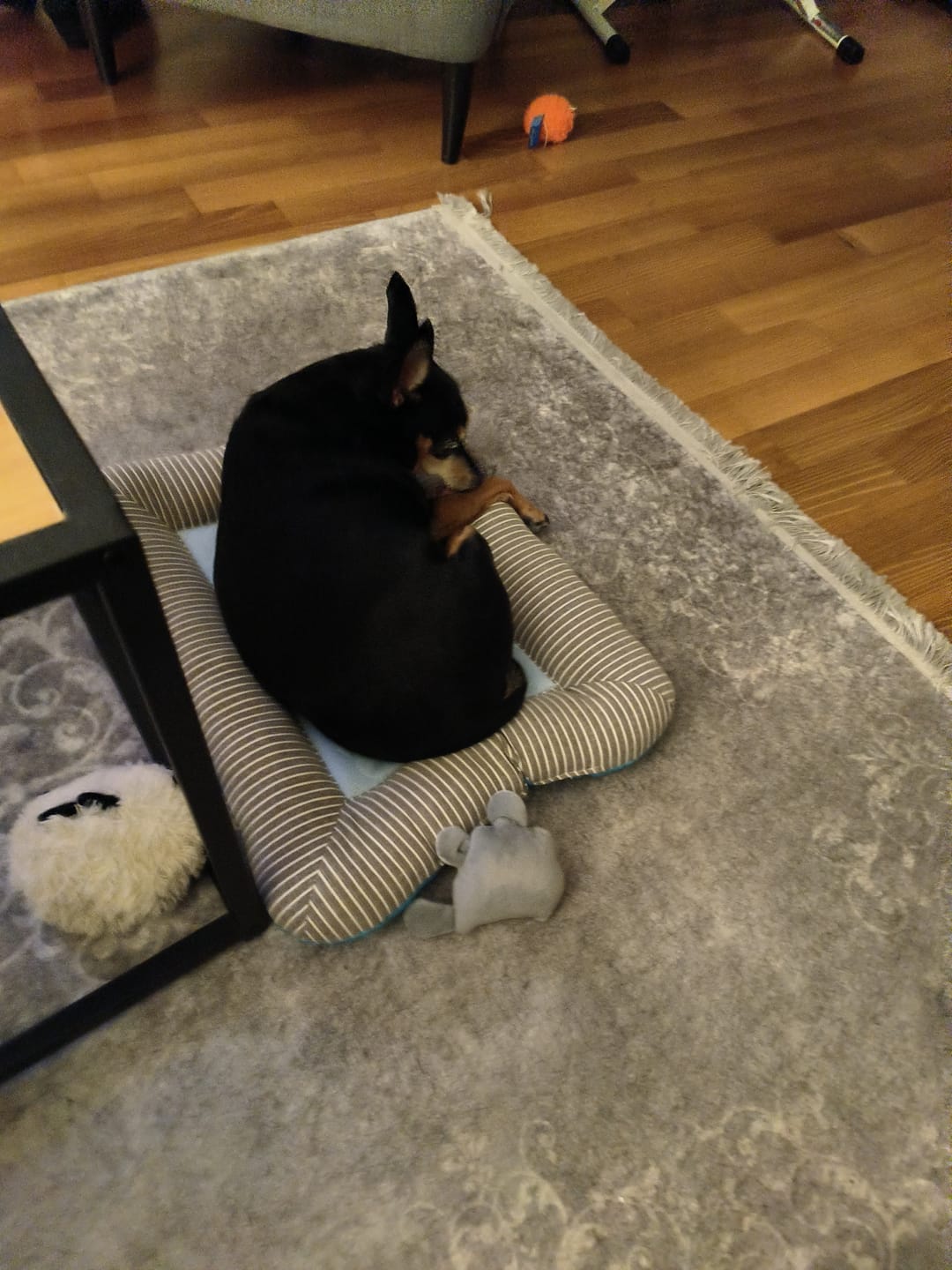 Customer photo review of Premium Kühlmatte Hund – Latexfrei