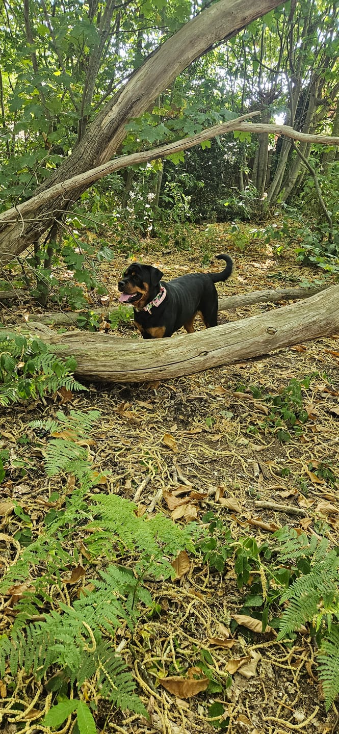 Customer photo review of 5cm Lighter Combat® Collar | With Handle & Secure Clip - Pink Camouflage