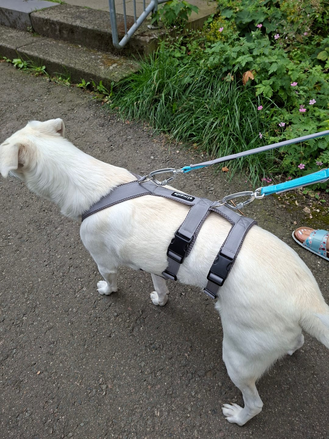 Customer photo review of Sicherheitsgeschirr FUN "Moon Grey"
