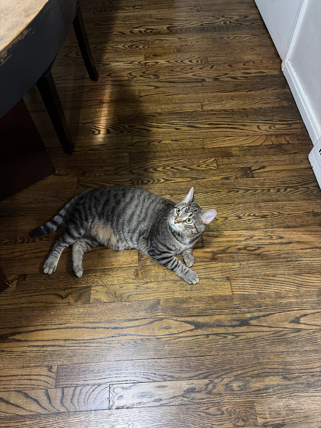 Customer photo review of FurLife™ - 8 Months Flea and Tick Free