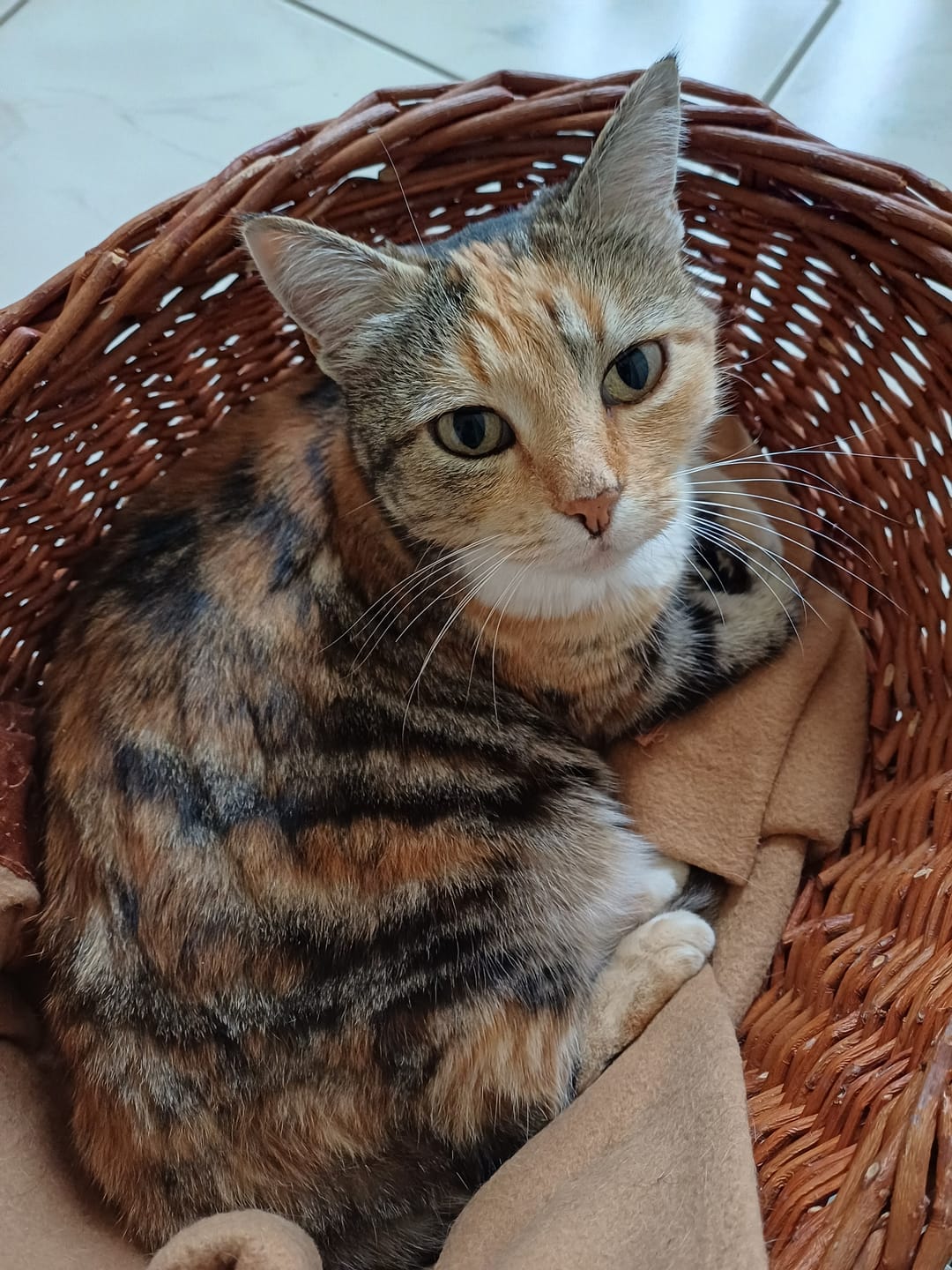 Customer photo review of Émincés Volaille & Légumes - Chat