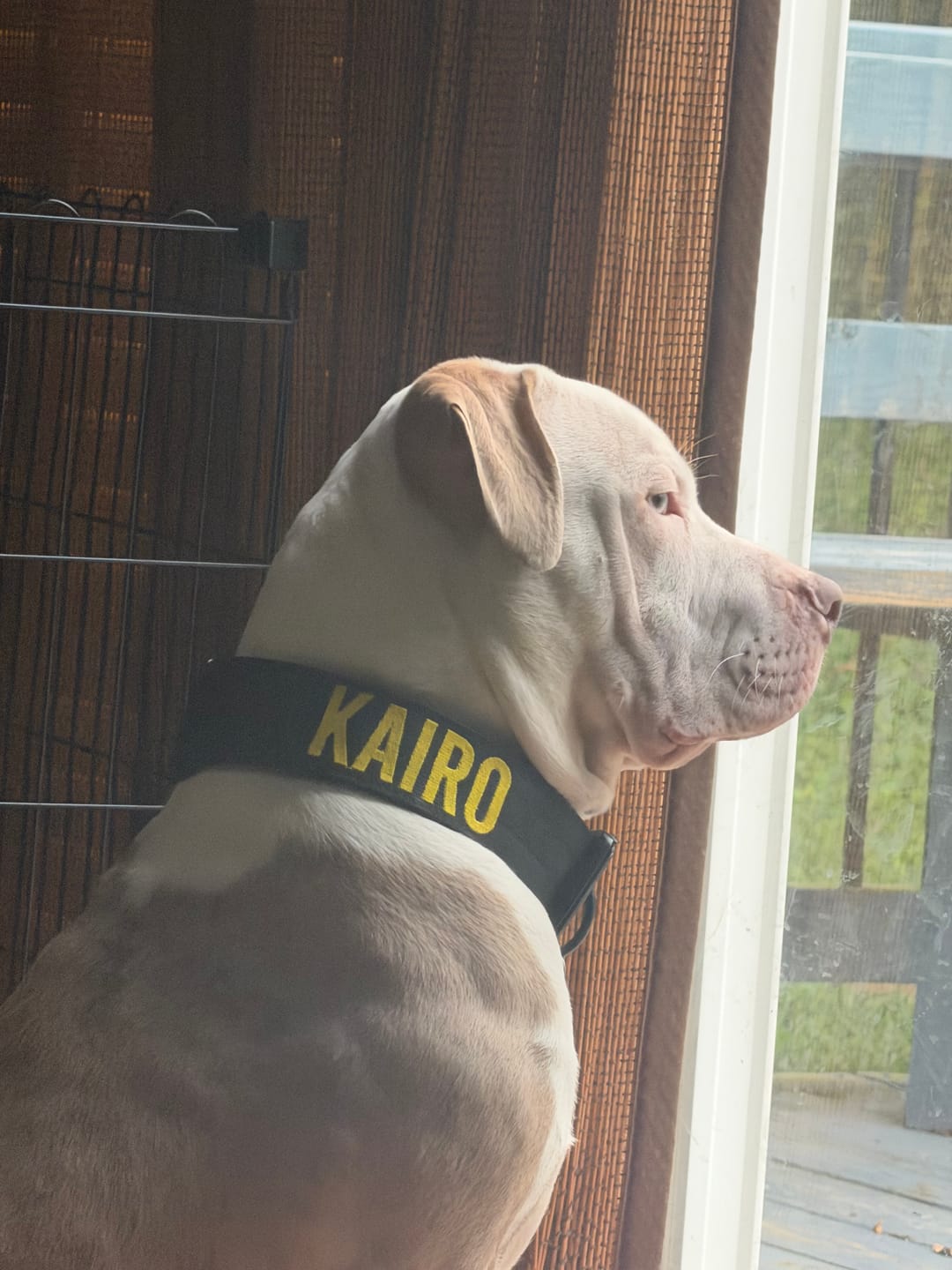 Customer photo review of Bully Proof Collar