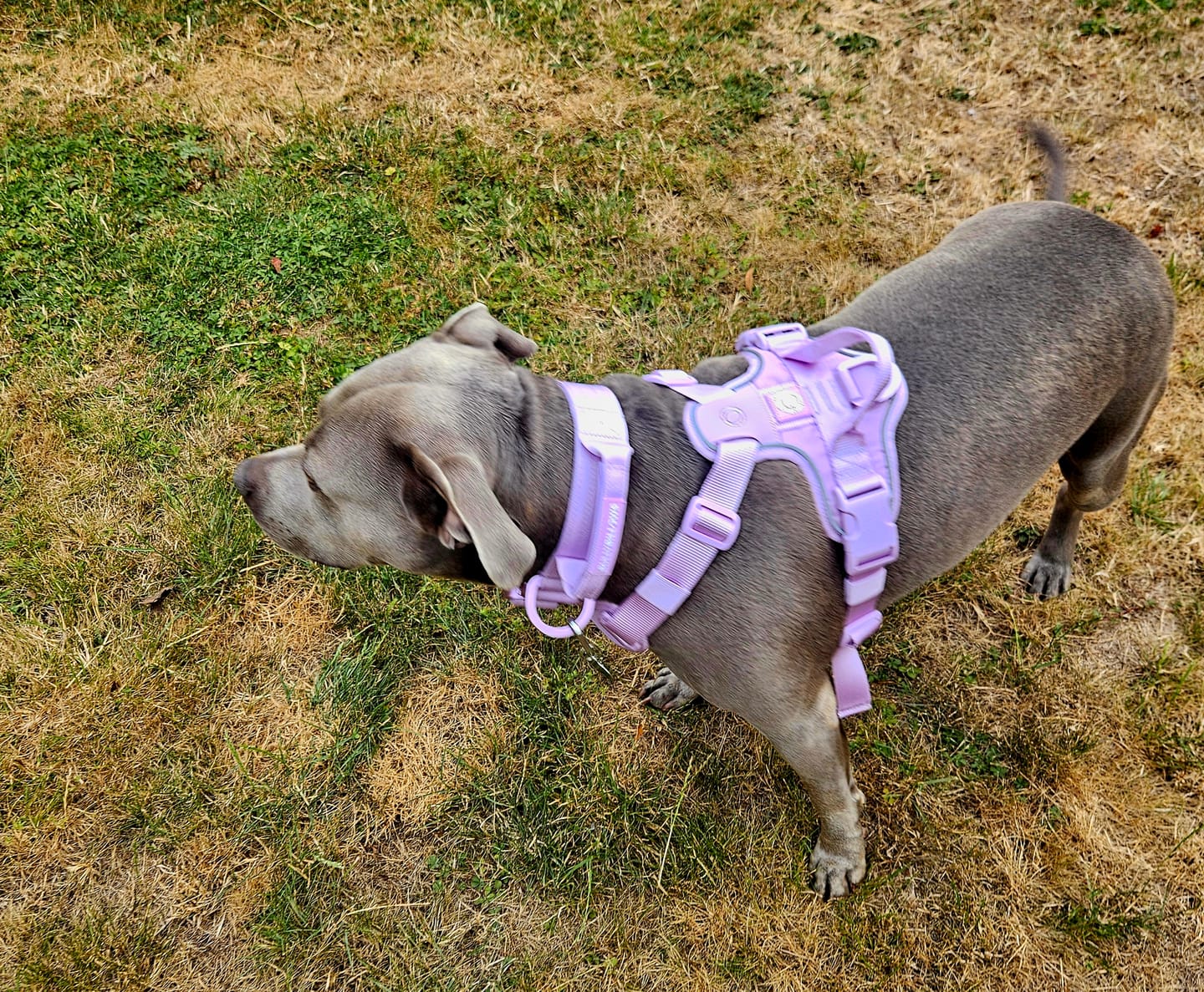 Customer photo review of Anti Pull Hurricane Harness Lighter | With Handle - Lavender X Ube