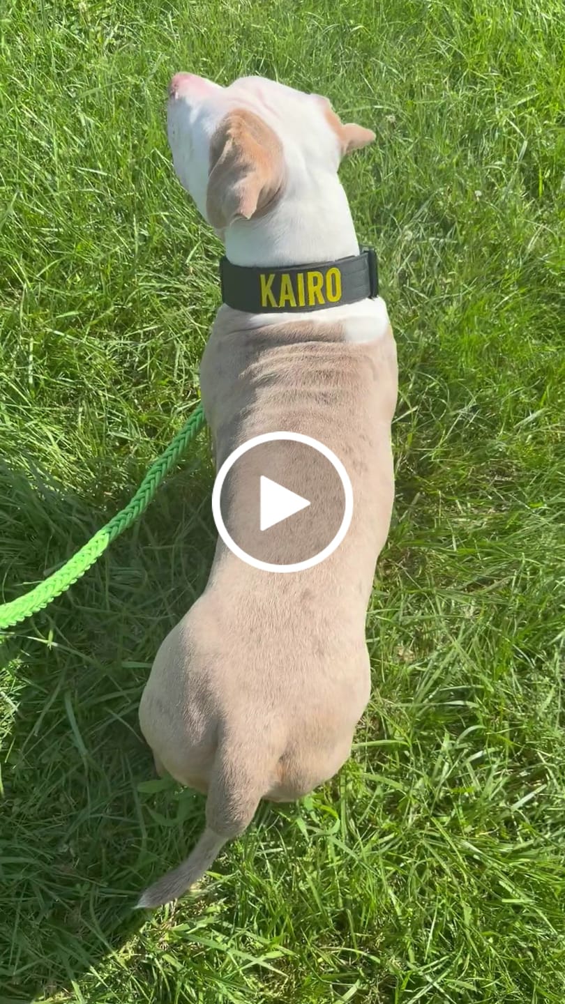 Customer video review of Bully Proof Collar