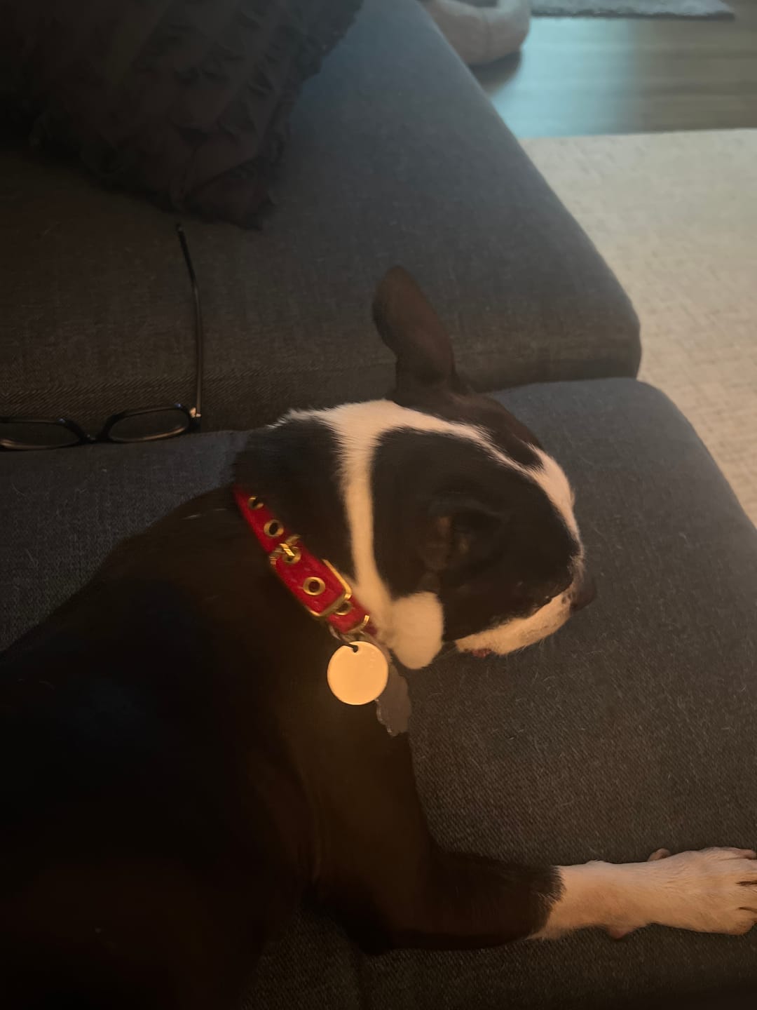 Customer photo review of Red Washable Velvet Cat & Dog Collar
