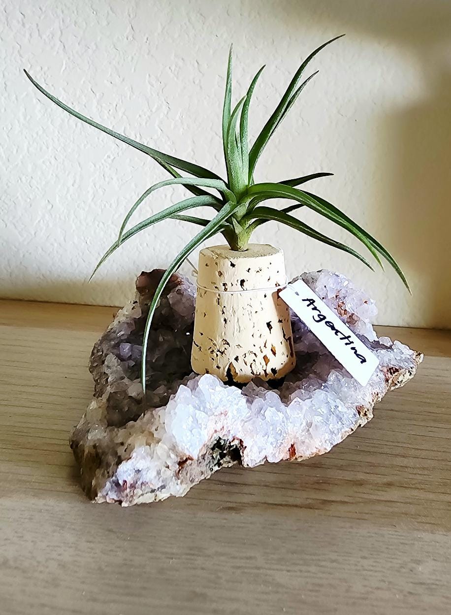 Customer photo review of Argentina Single  Miniature Species