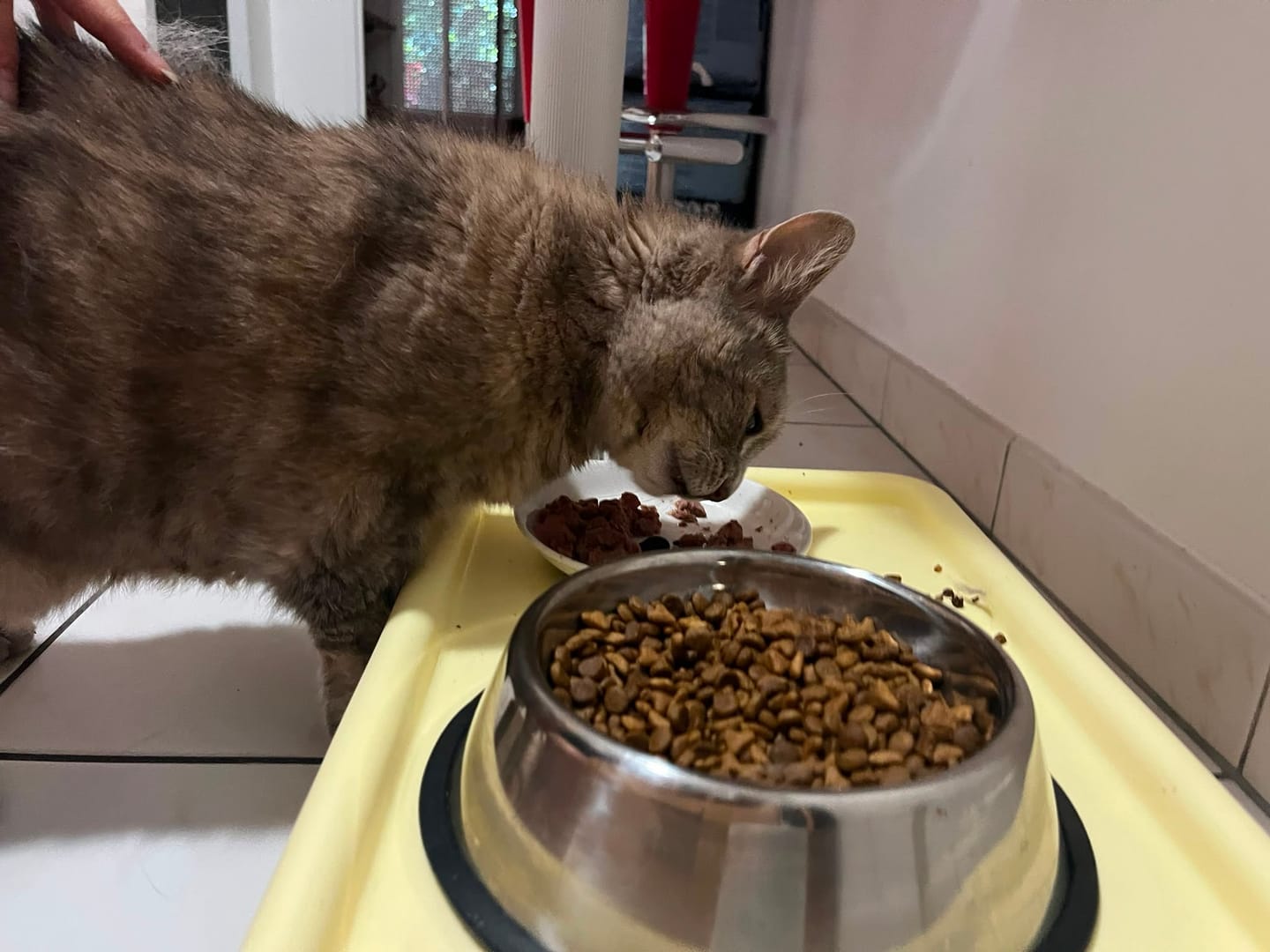Customer photo review of Pâtées riches en bœuf & aux courgettes (Chat stérilisé et Chat adulte)
