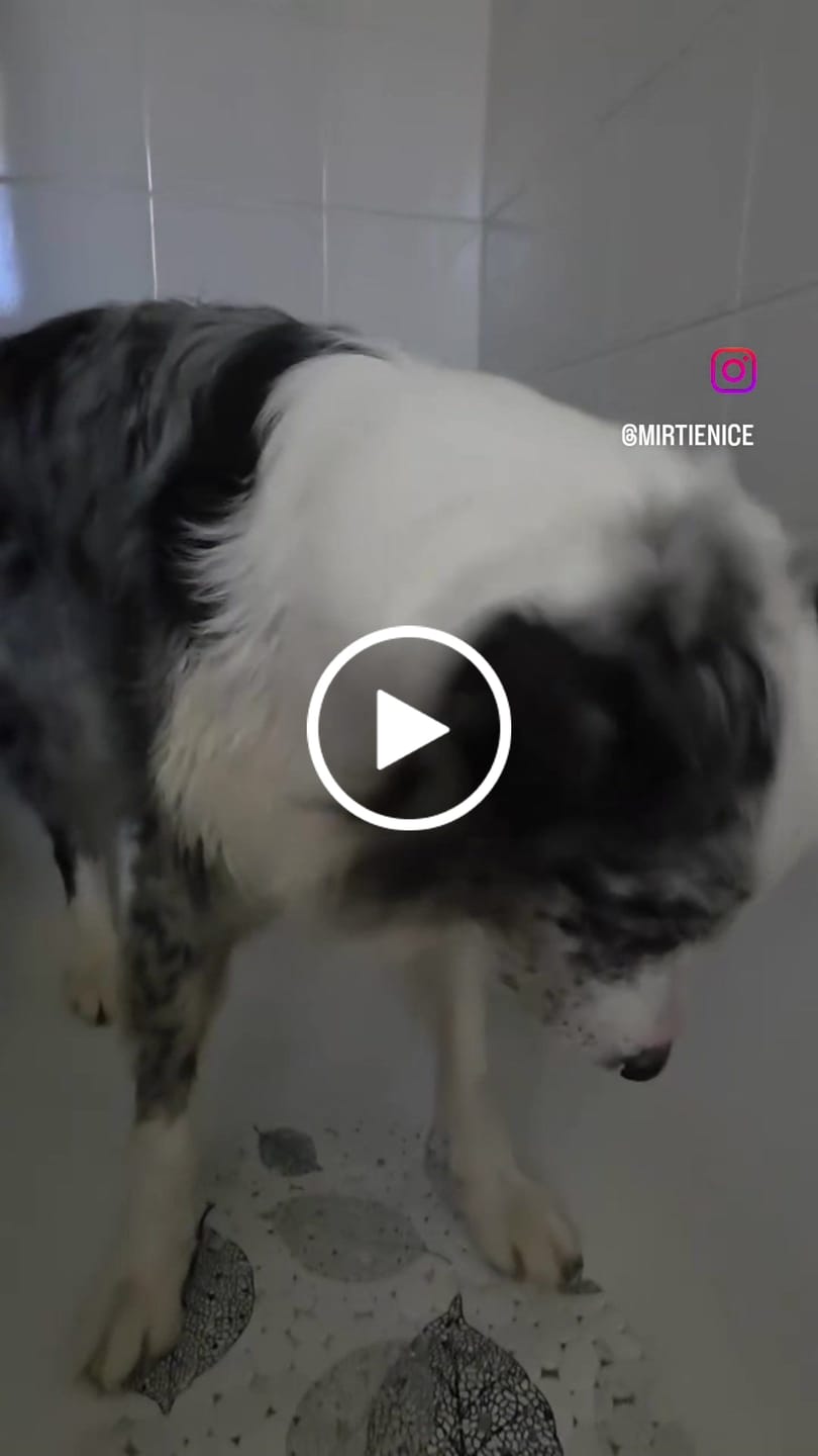 Customer video review of CALMINO, Shampoo lenitivo e delicato universale cani, gatti e furetti