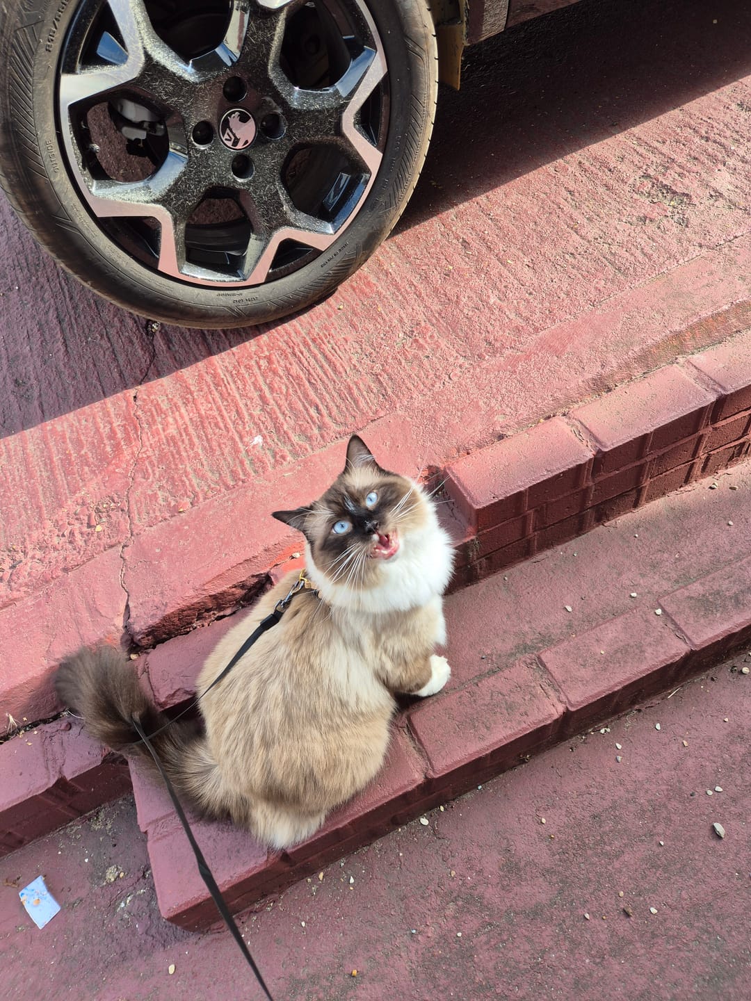 Customer photo review of The Supakit Cat Harness