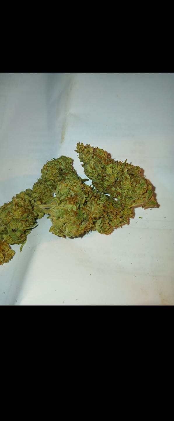 Customer photo review of Animal Mintz Indoor THCA Mediums