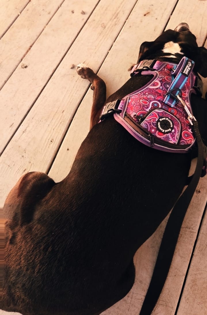 Customer photo review of Purple Paisley - Adventure Harness