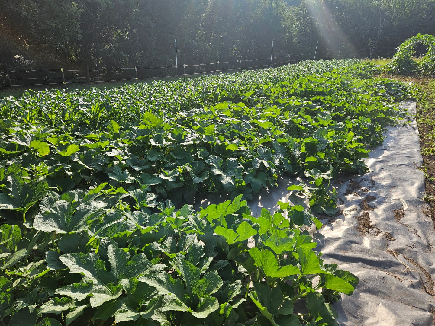 Customer photo review of Serendipity Sweet Corn Seed