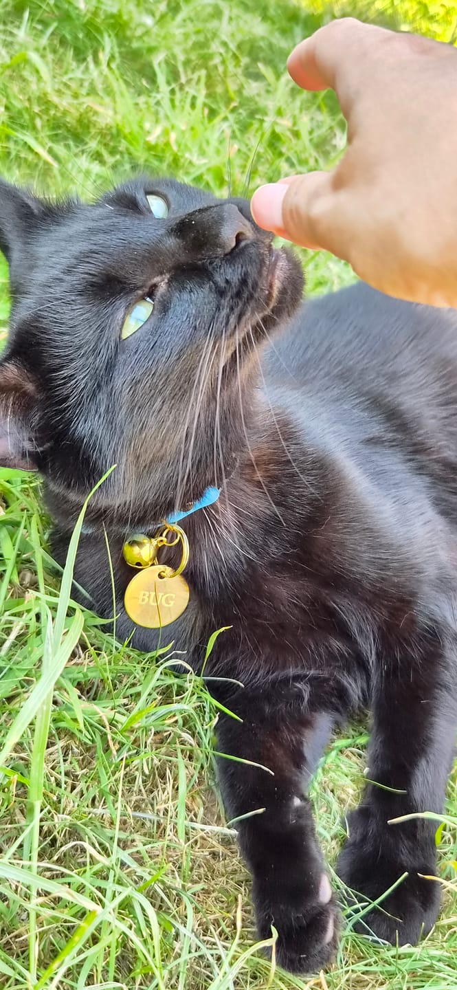Customer photo review of Breakaway Cat Collar