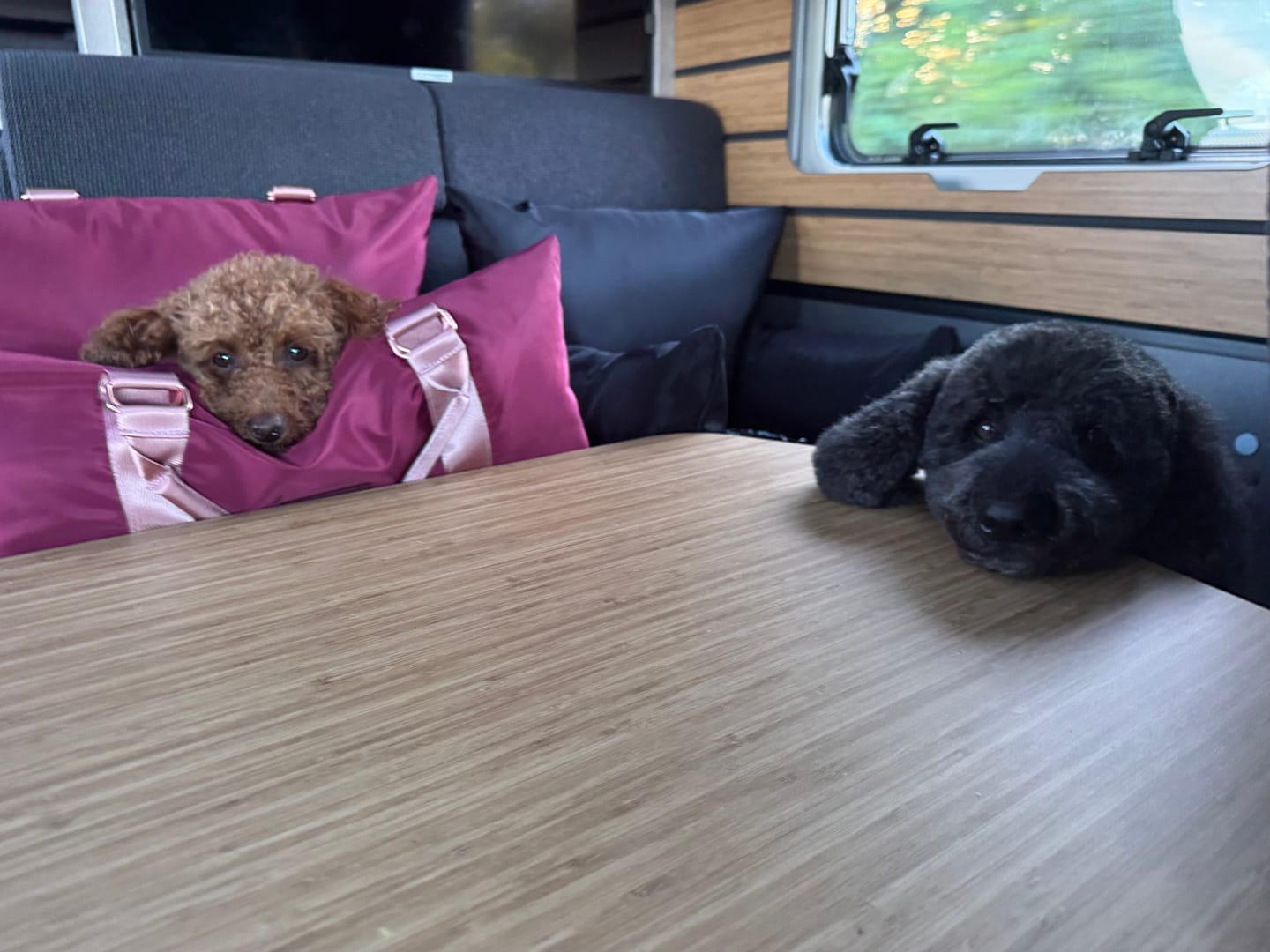Customer photo review of Travel Dog Pod - Rosewood