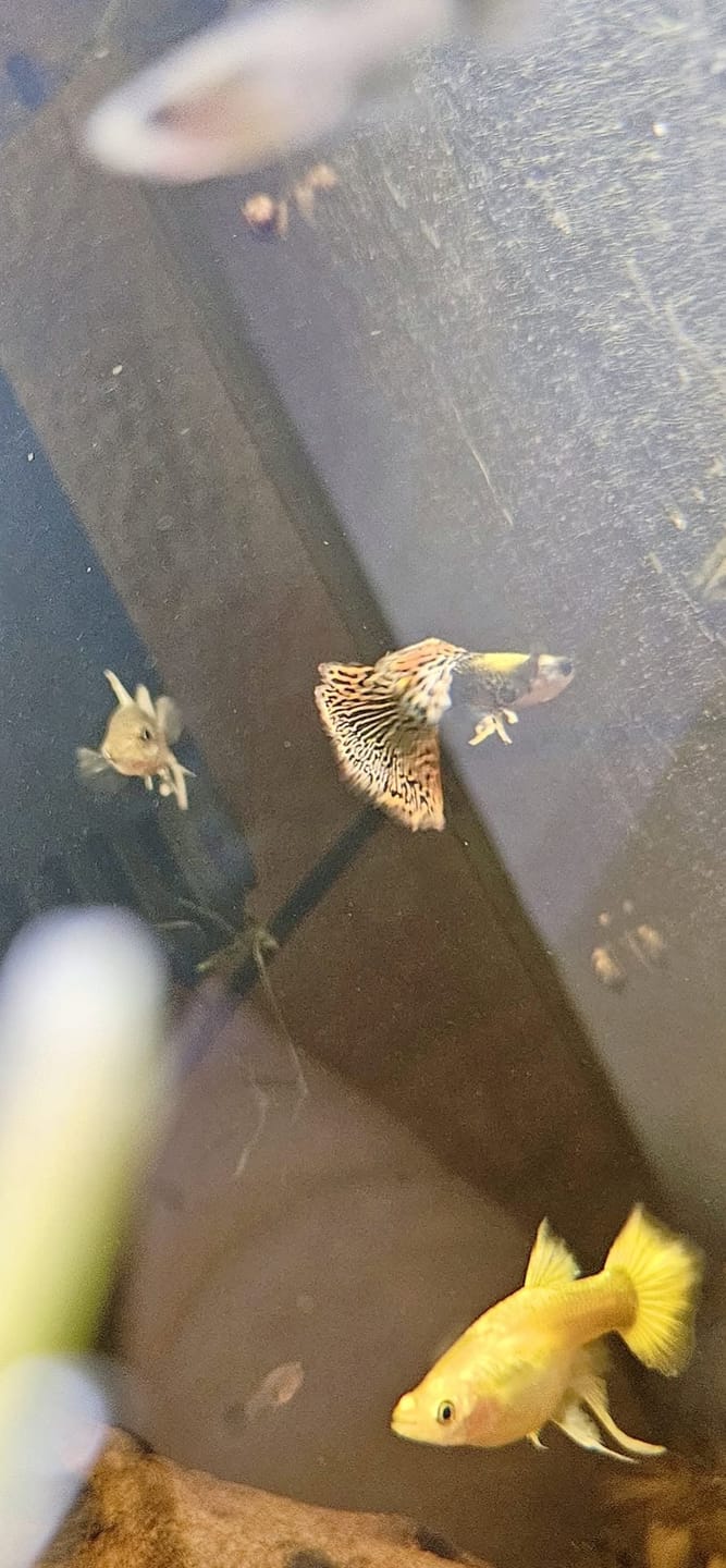 Customer photo review of Premium Mixed Color Male Guppy Fish