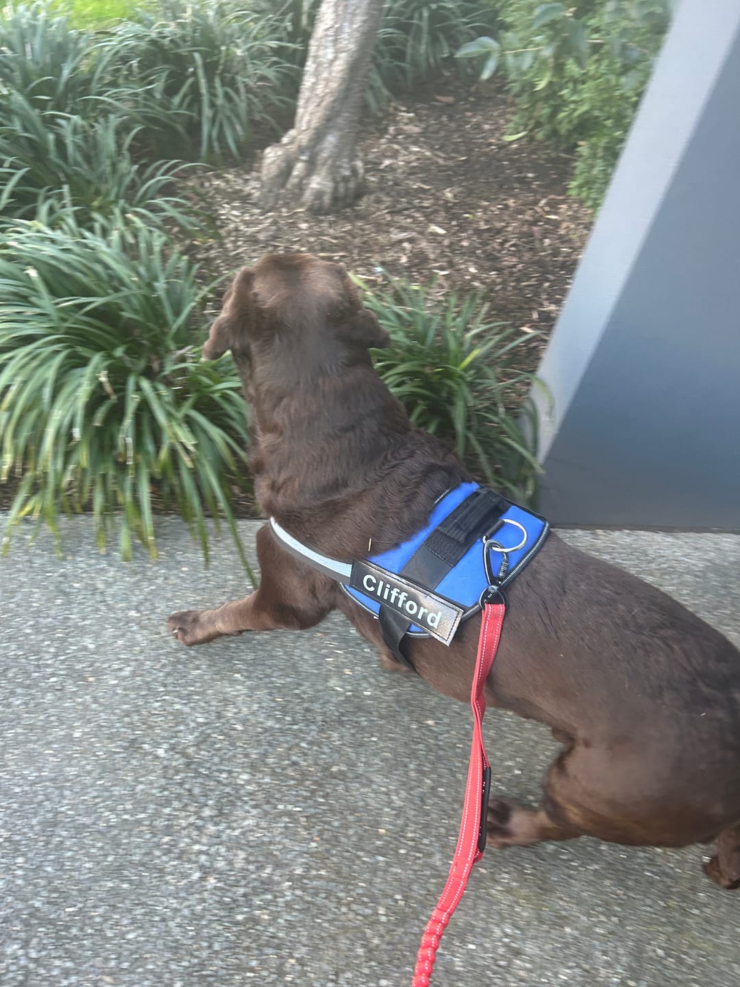 Customer photo review of NO PULL Personalized Dog Harness