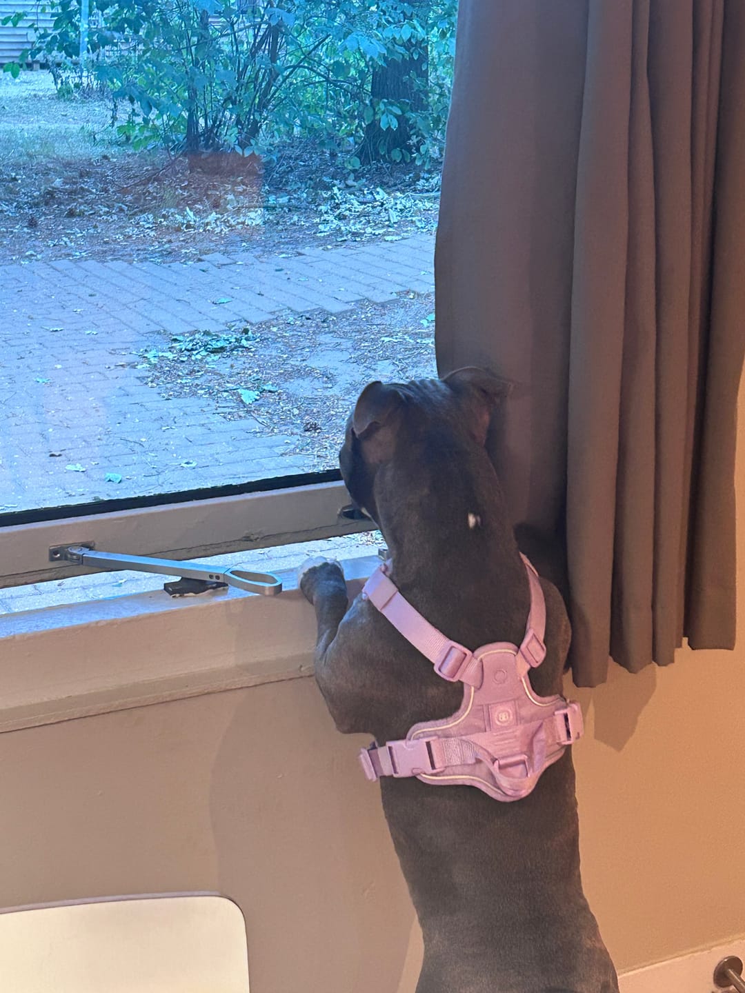 Customer photo review of Anti Pull Hurricane Harness Lighter | With Handle - Lavender X Ube