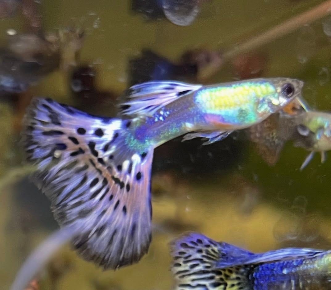 Customer photo review of Premium Mixed Color Male Guppy Fish