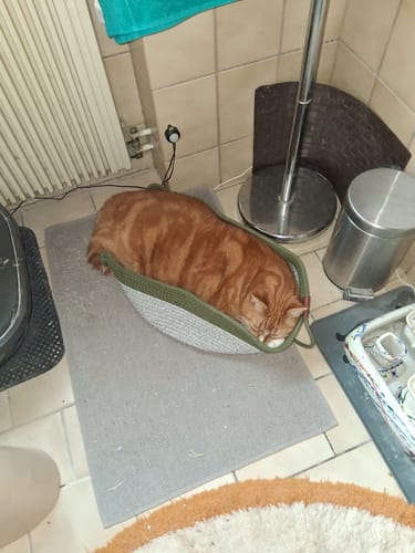 Kundenbewertung mit Foto zu Fellnest Katzenkorb