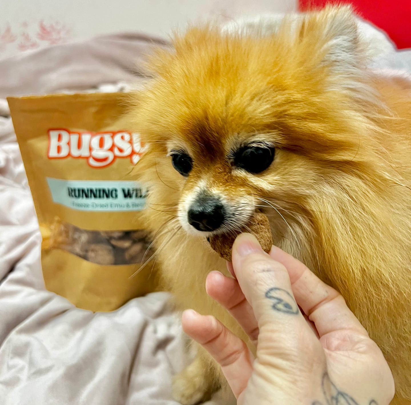 Customer photo review of Immunity Booster | Emu & Reishi | Running Wild