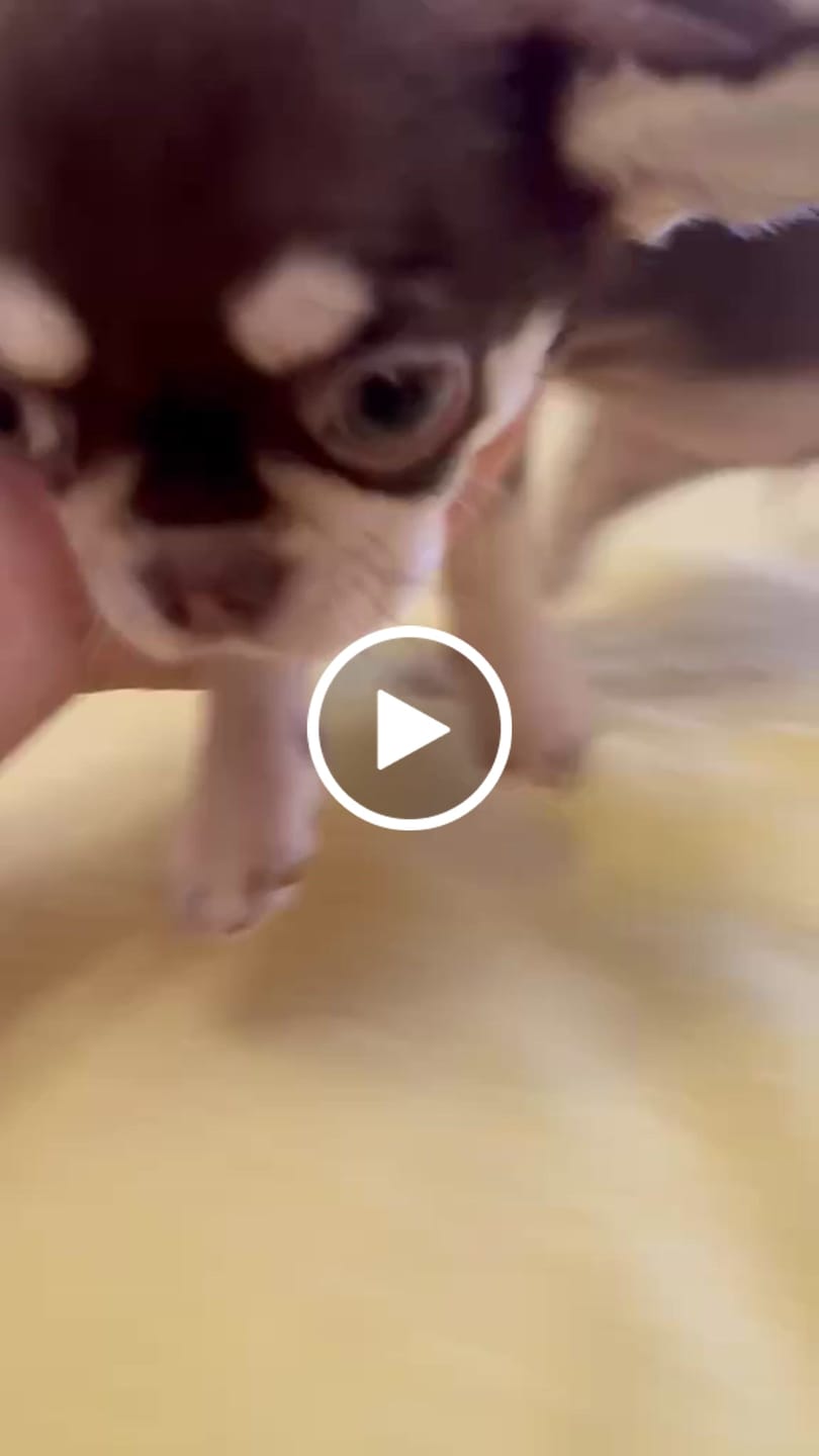 Customer video review of Giardientest Hund
