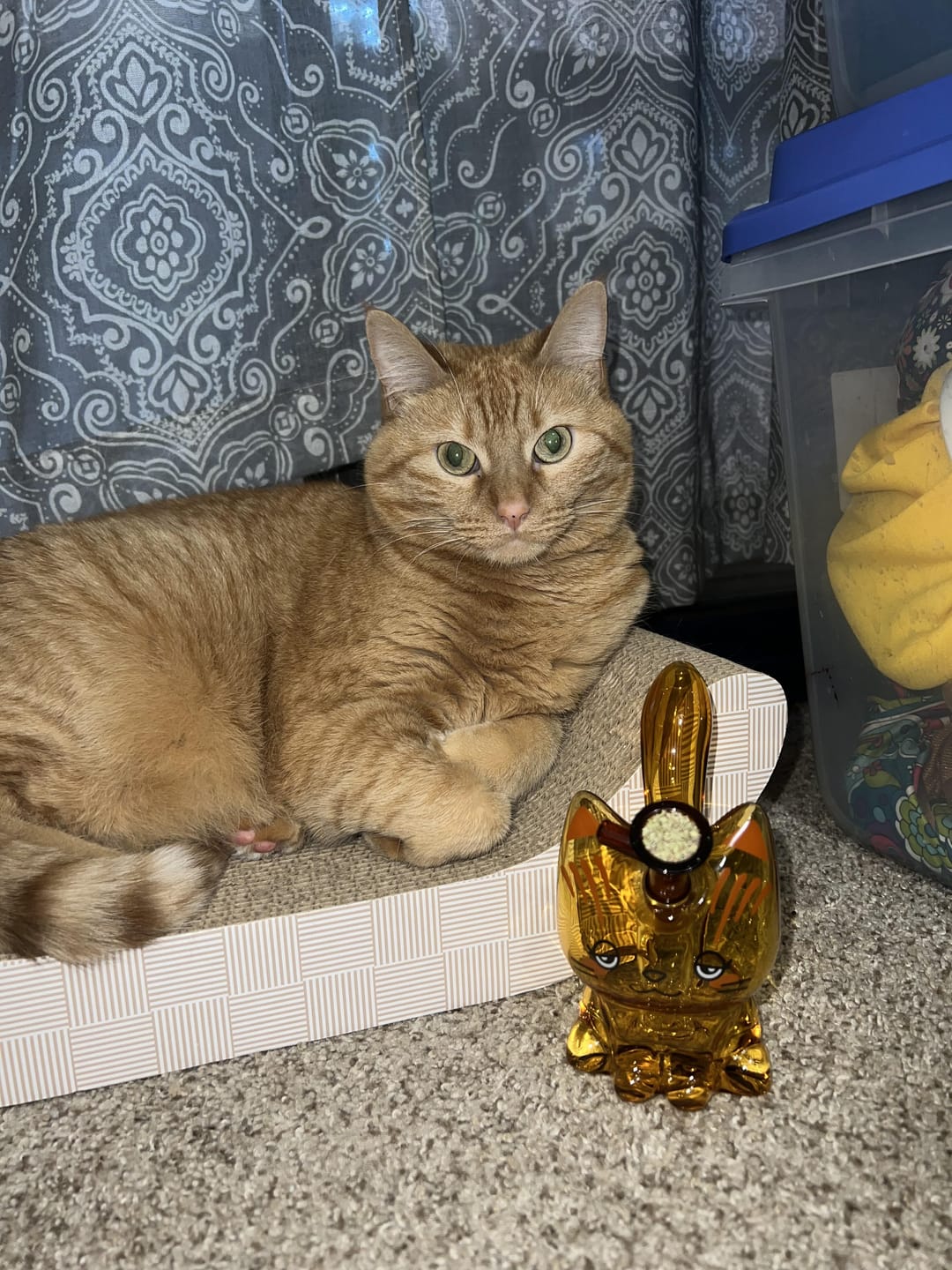 Customer photo review of CANNACAT BUBBLER