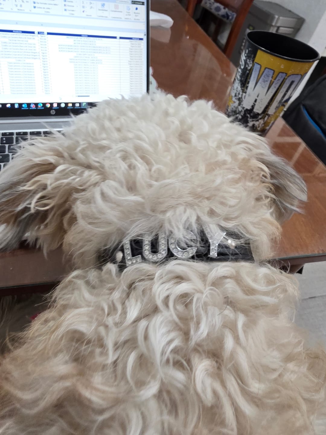 Customer photo review of Collar con Nombre Negro