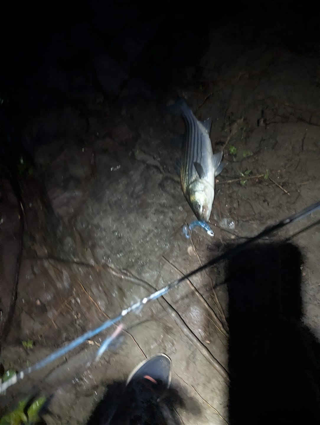 Customer photo review of SaltX II Spinning Reel