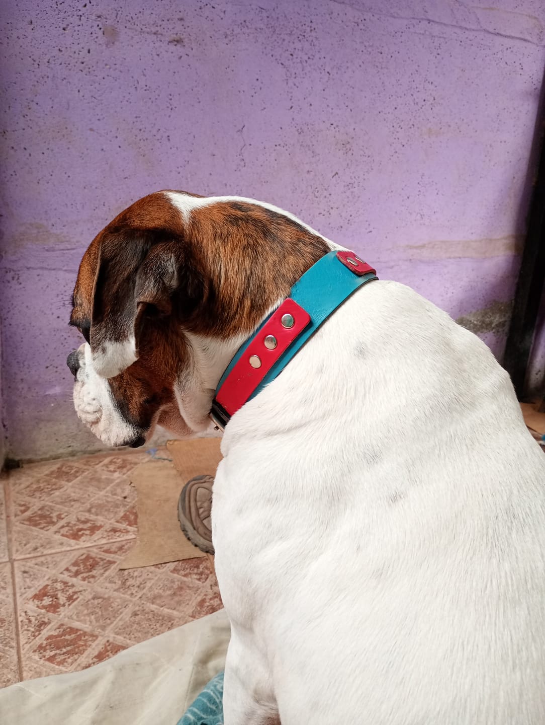 Customer photo review of Collar Scooby Celeste / Rojo