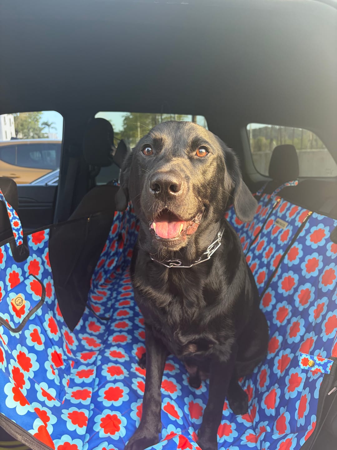 Customer photo review of Sorrento - Dog Car Seat Cover