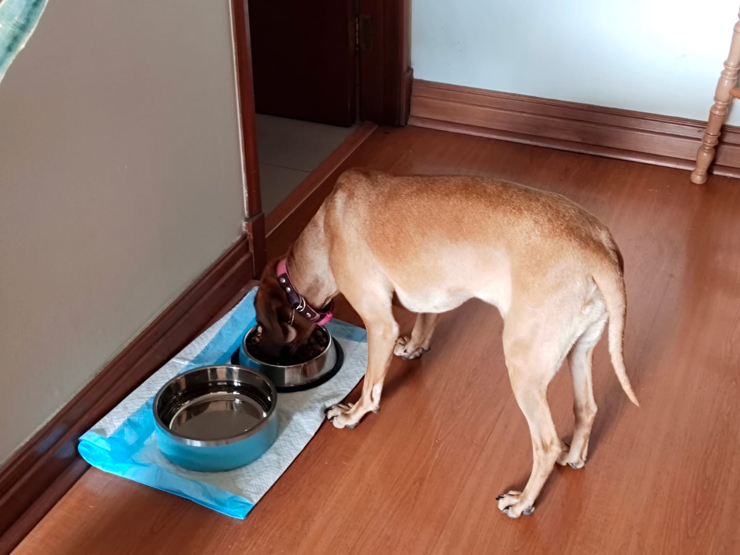 Customer photo review of PetFamily Foods Cachorros