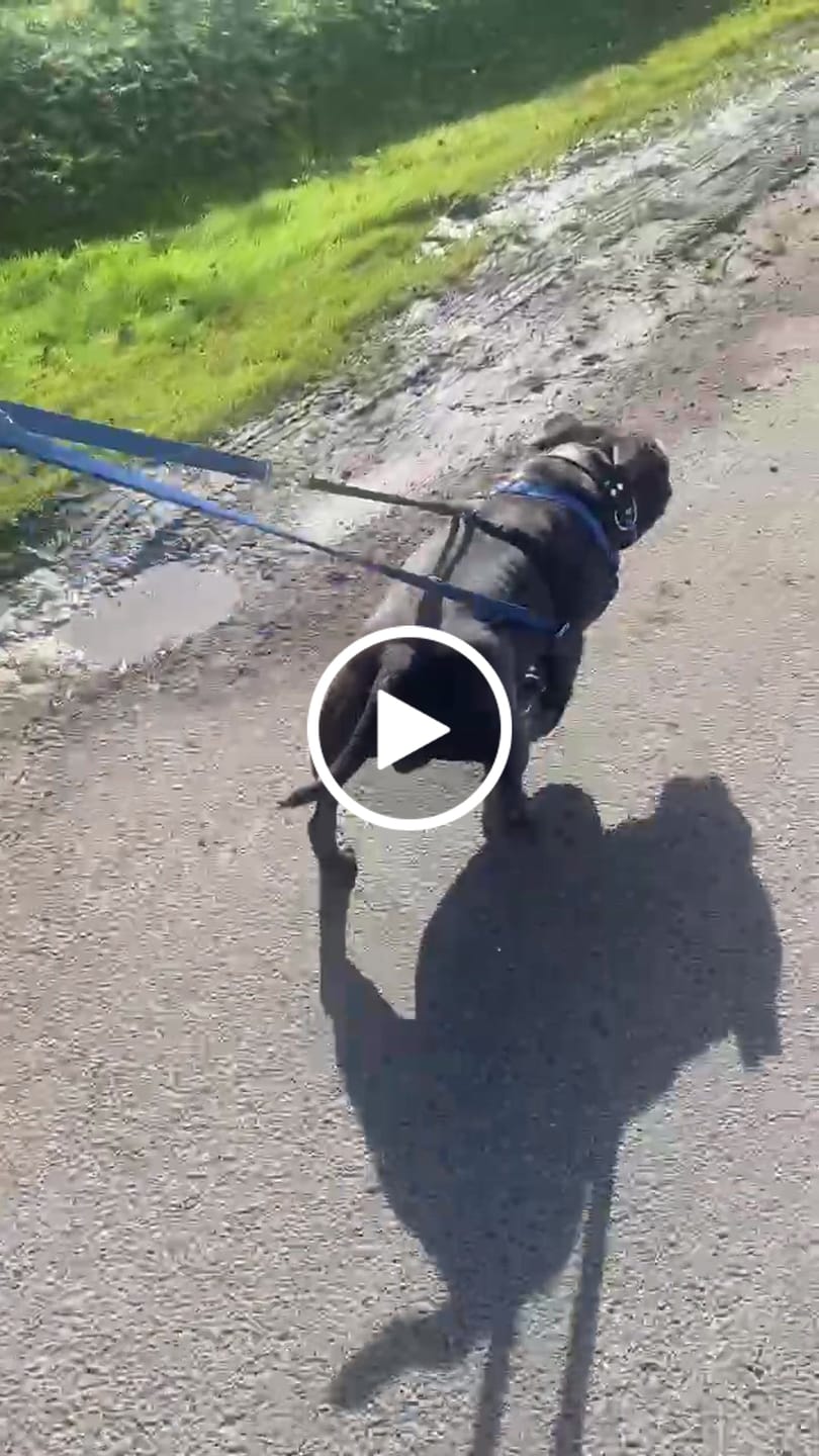 Customer video review of Rogz Utility Classic Collar Padded