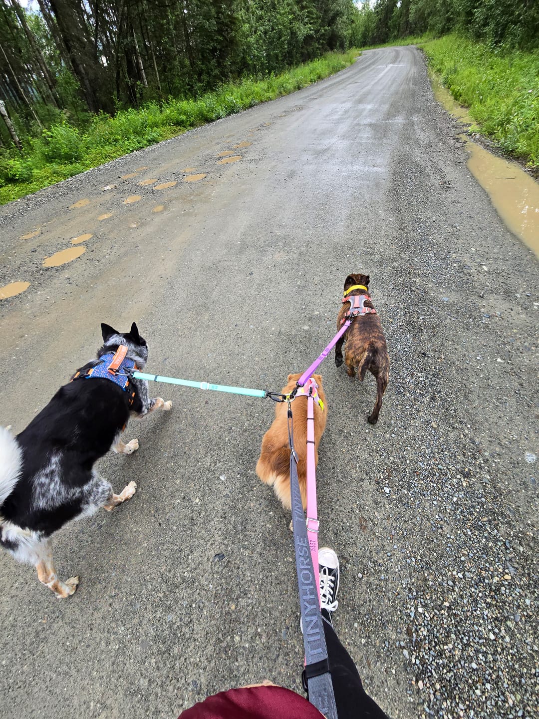 Customer photo review of Handler Lite