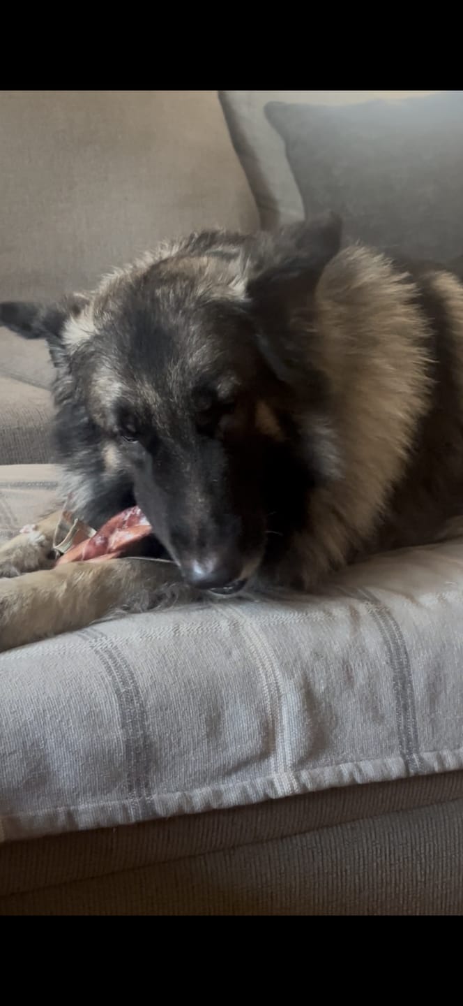 Customer photo review of 12 Inch Braided Jerky Stick