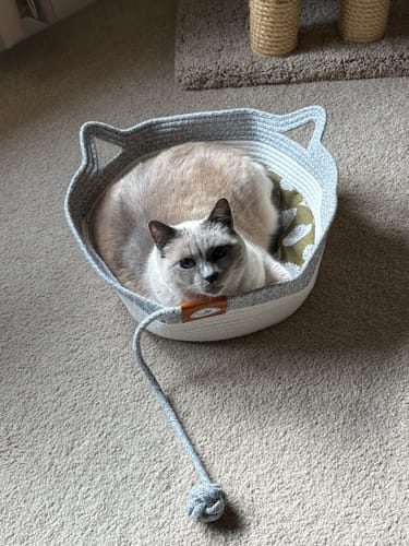 Customer photo review of Instinct Basket | Meet the first research-backed natural territory for indoor cats