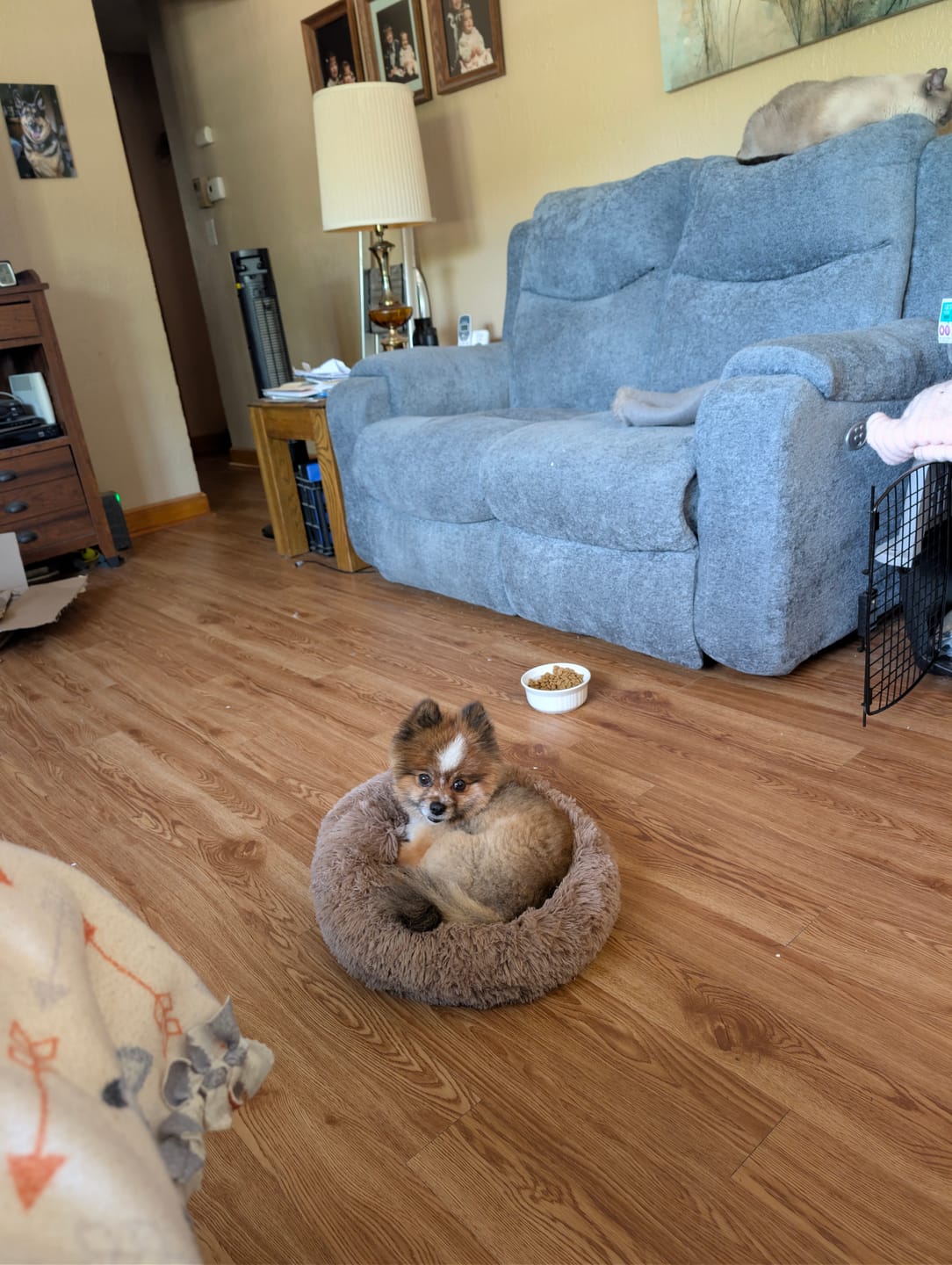 Customer photo review of The Original Fluffy Bean® Pet Bed