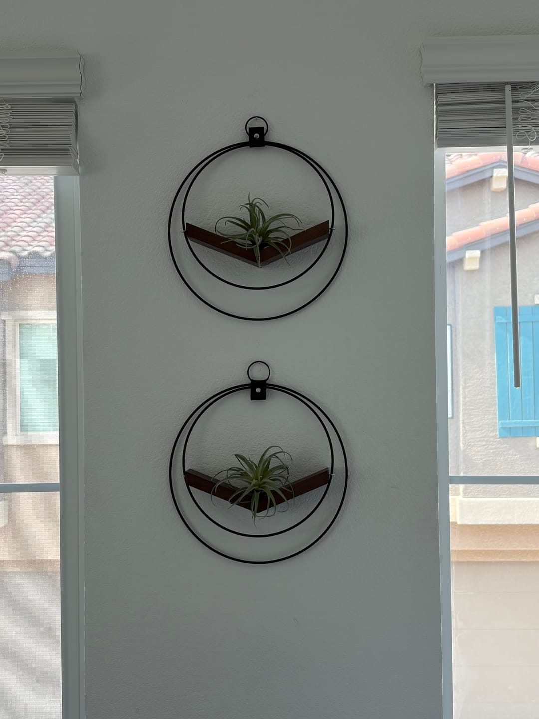 Customer photo review of Air Plant V-Hanger Duo