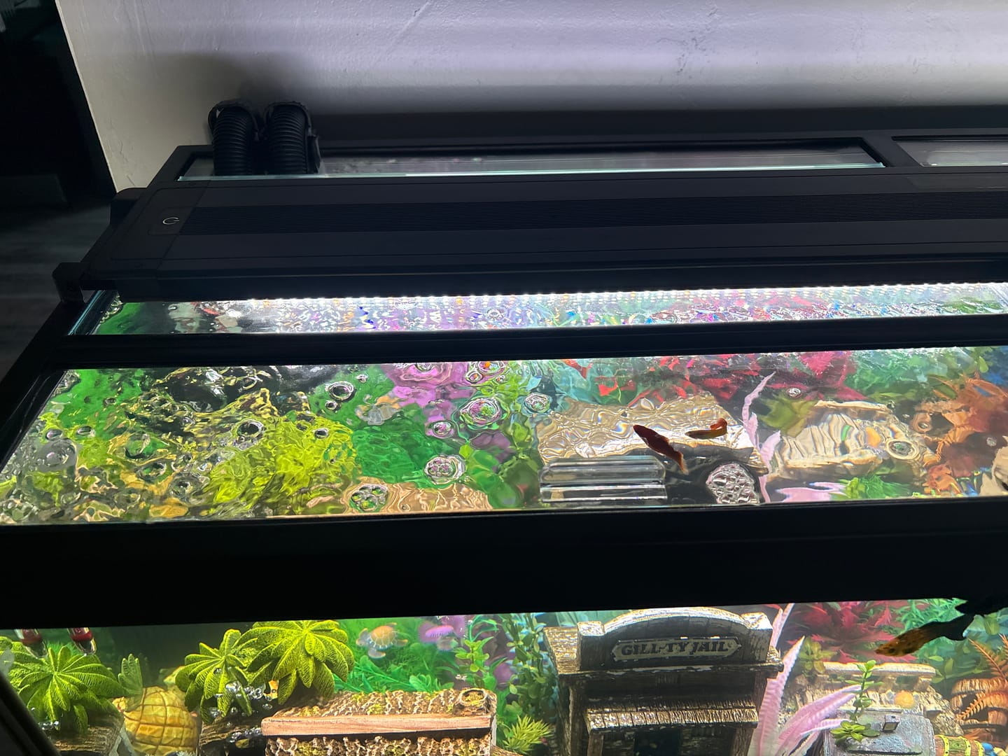 Customer photo review of Marineland Hinged Glass Canopy - 48"