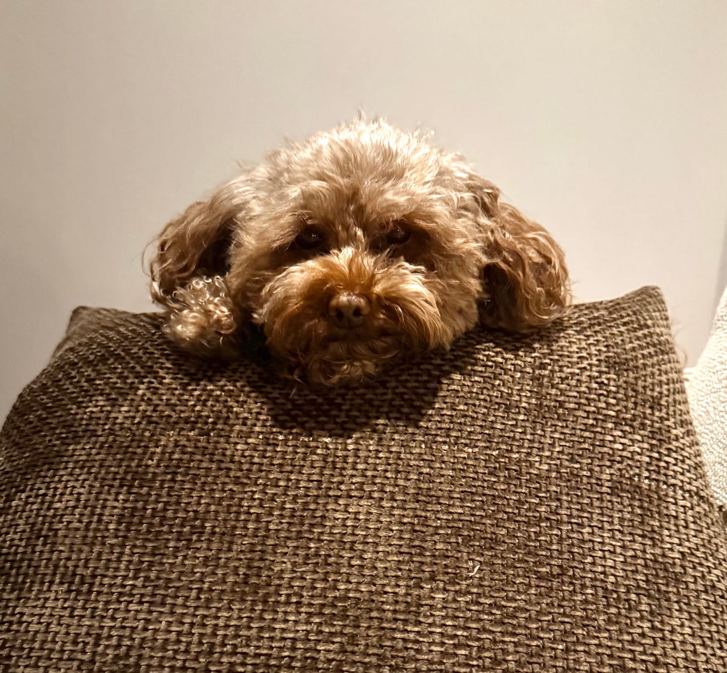 Customer photo review of Stella & Chewy's - Meal Mixers pour chiens