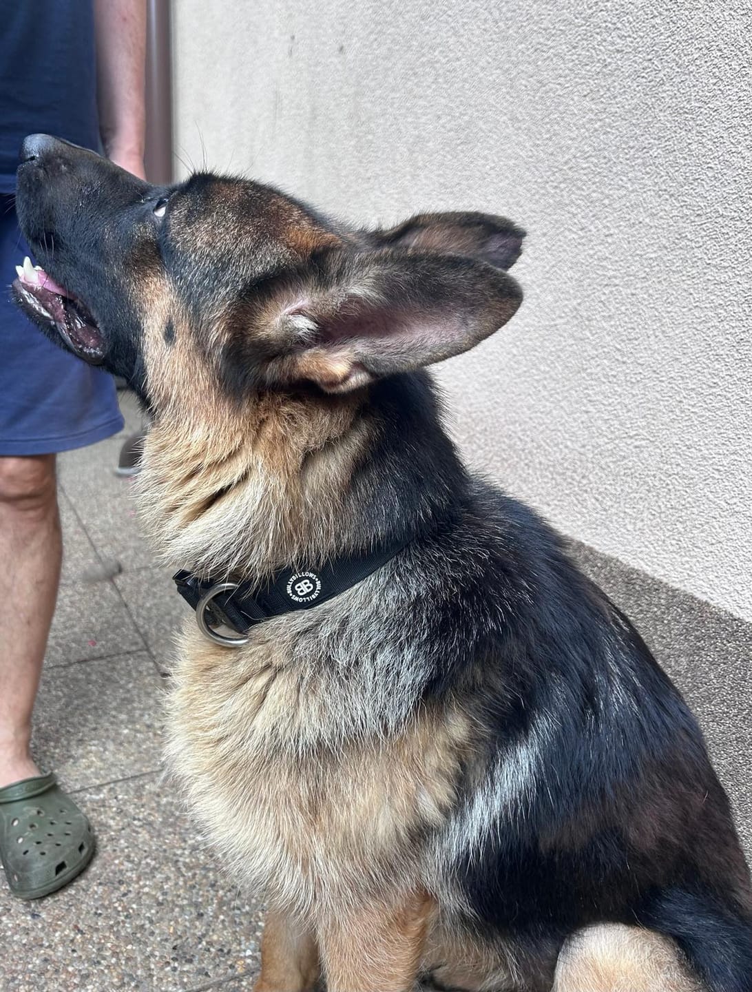 Customer photo review of 4cm Combat® Collar | No Handle & Secure Clip - Black