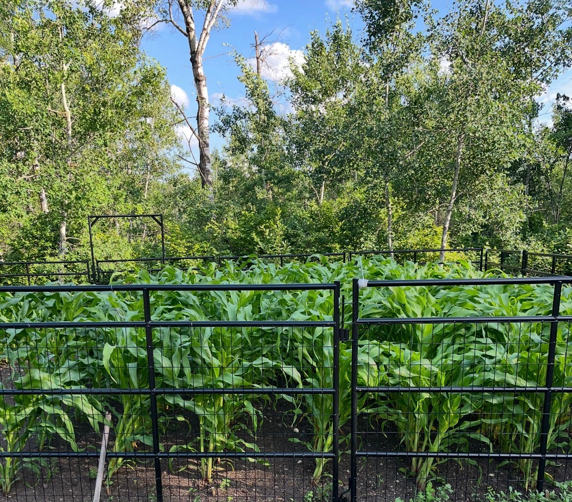Customer photo review of Peaches & Cream Sweet Corn Seed