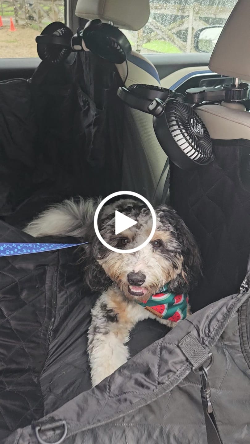 Customer video review of Team K9® Backseat Dog Cooling Fans (USB-A)
