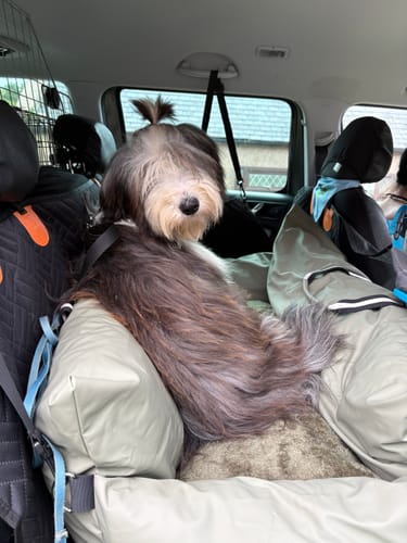 Reviewer's long-haired dog with a topknot sitting snugly in The Dog Dock V2 in a car.