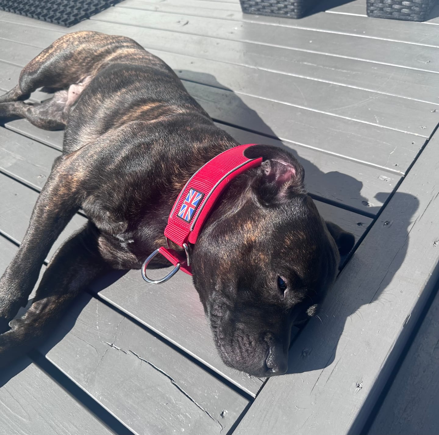 Customer photo review of Staffordshire Bull Terrier 1935® Martingale Collar - Red