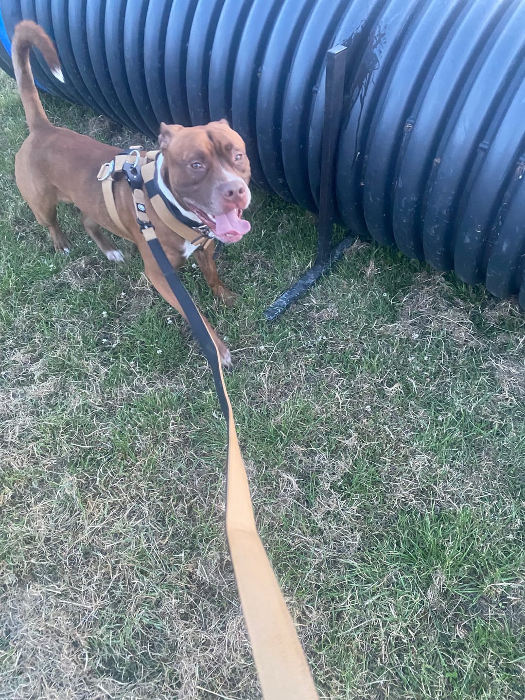 Customer photo review of Anti-Pull TRI-Harness® | Training Dog Harness for All Breeds - Tan