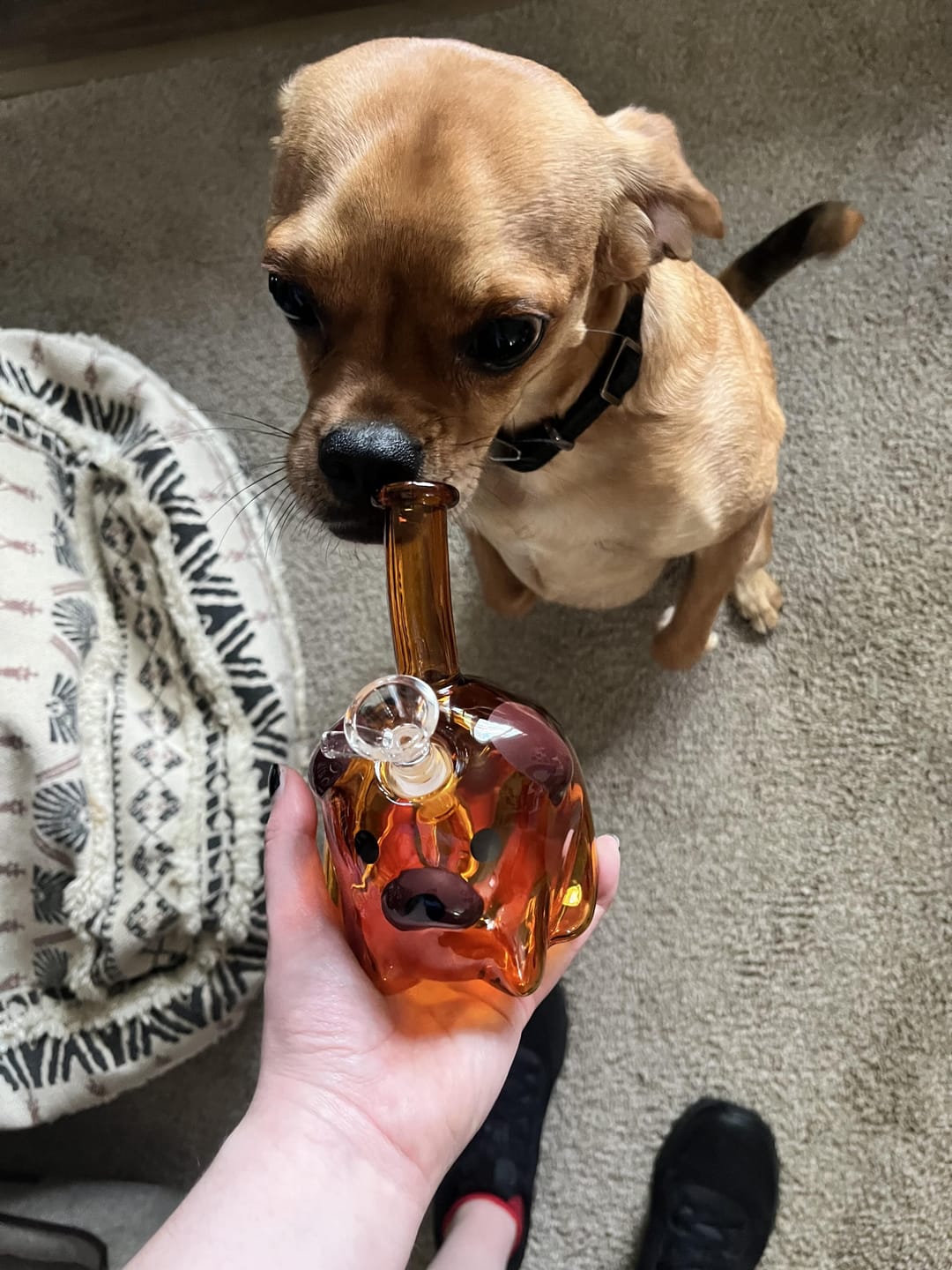 Customer photo review of DOG BUBBLER