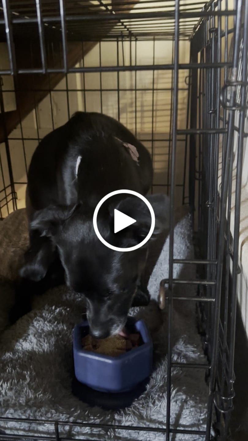 Customer video review of FreezJumbo™ – Our Biggest & Toughest Enrichment Toy Ever