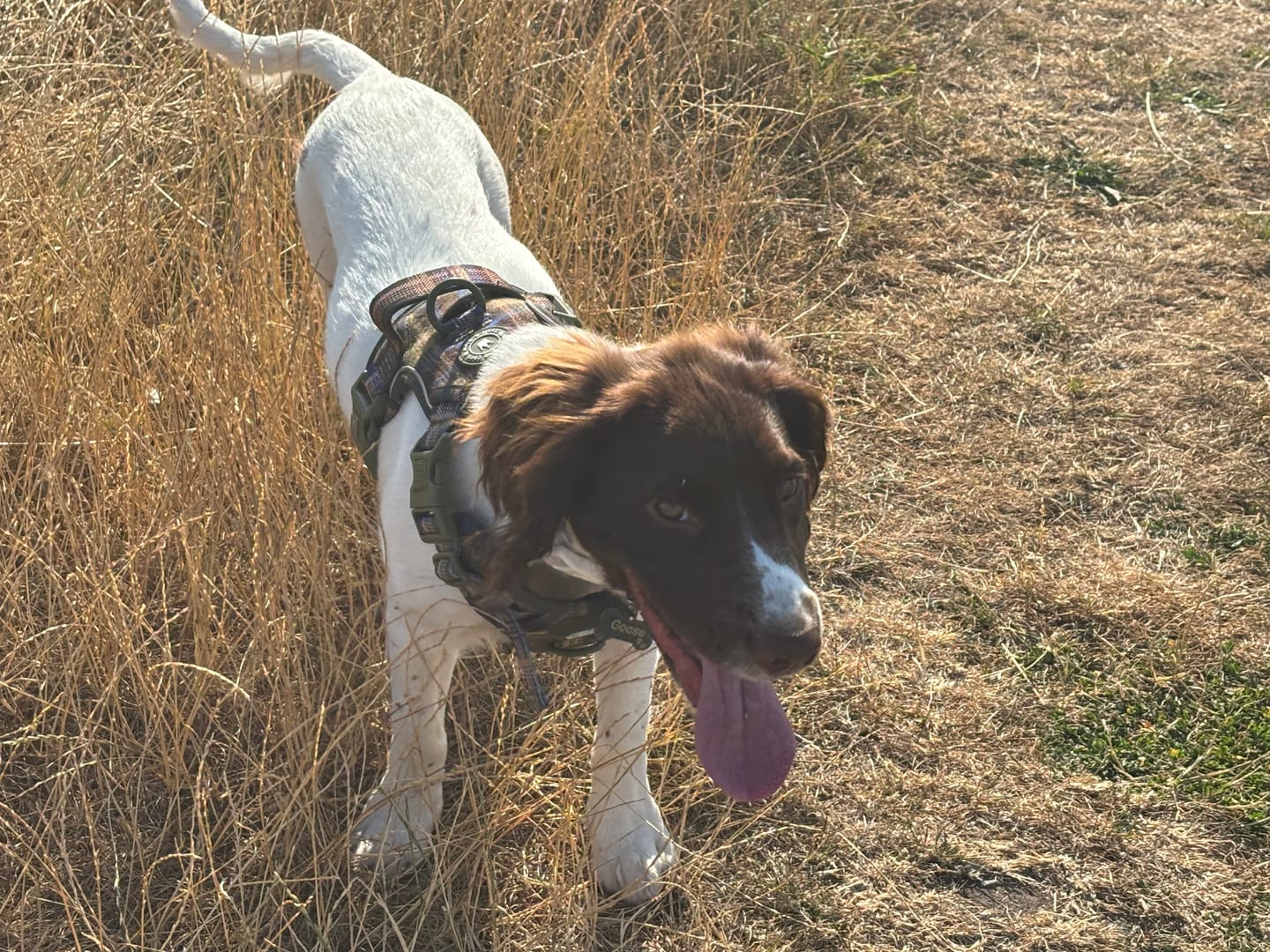 Customer photo review of Fabric Dog Lead 5ft - Mulberry Tweed